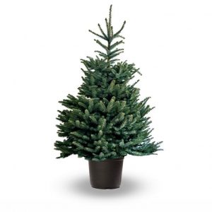 albero-natale_ng4