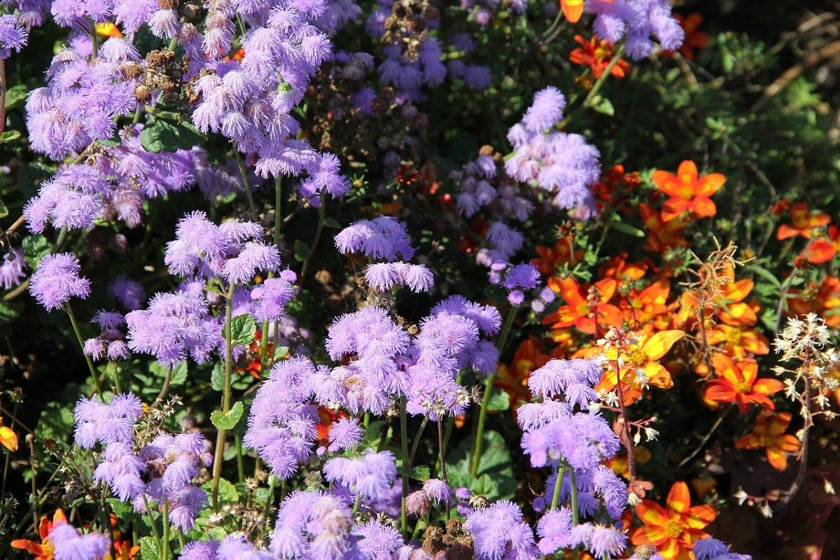 piante-che-fioriscono-in-autunno