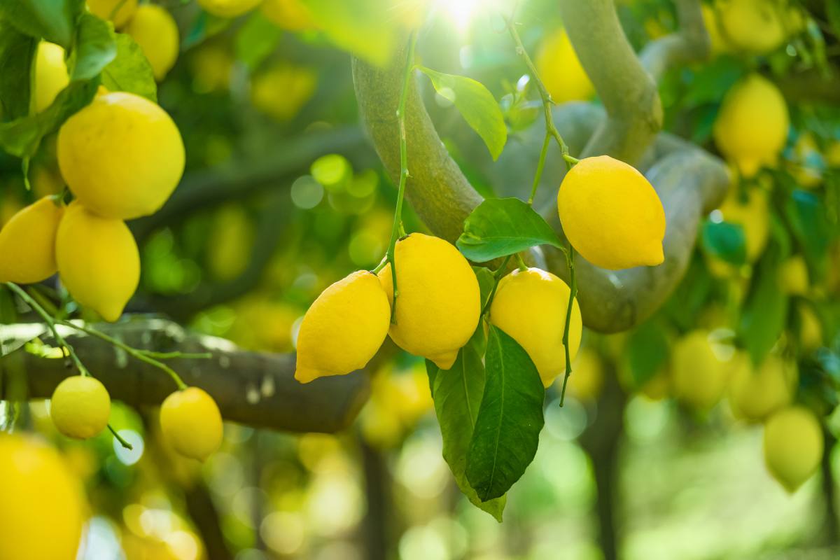 2 Corde Artificiali Limone Frutto Piante Finte Decorazione