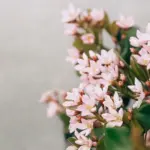Ursula-Page_AdobeStock_341329339-scaled