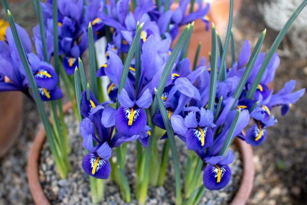 iris-in-vaso