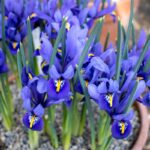iris-in-vaso