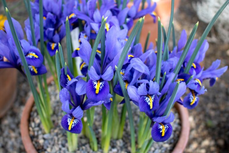 iris-in-vaso