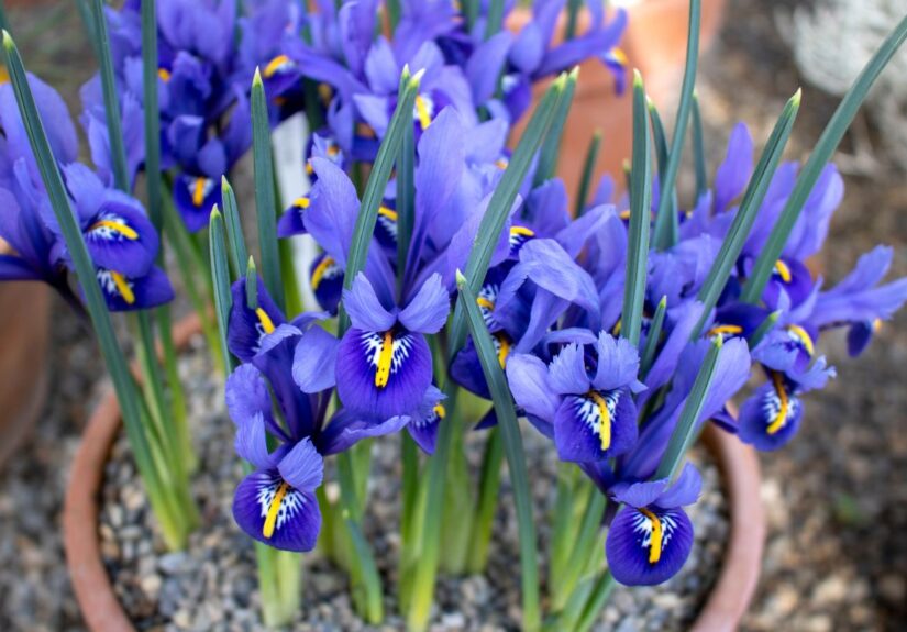 iris-in-vaso
