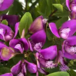Polygala myrtifolia1