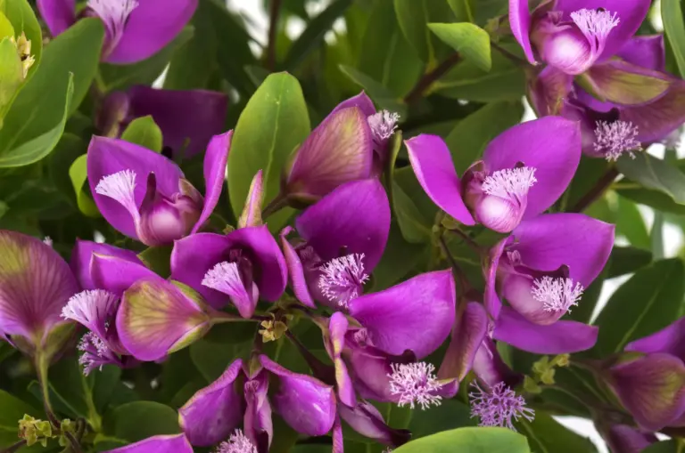 Polygala myrtifolia1