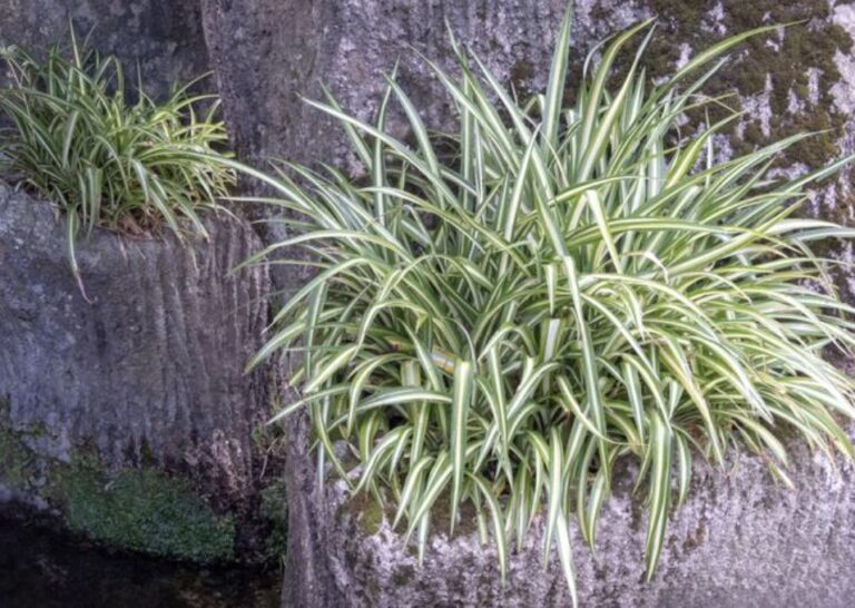 Falangio Nastrino - Vera Pianta Ragno Depura Aria in Casa - Clorofito Variegato