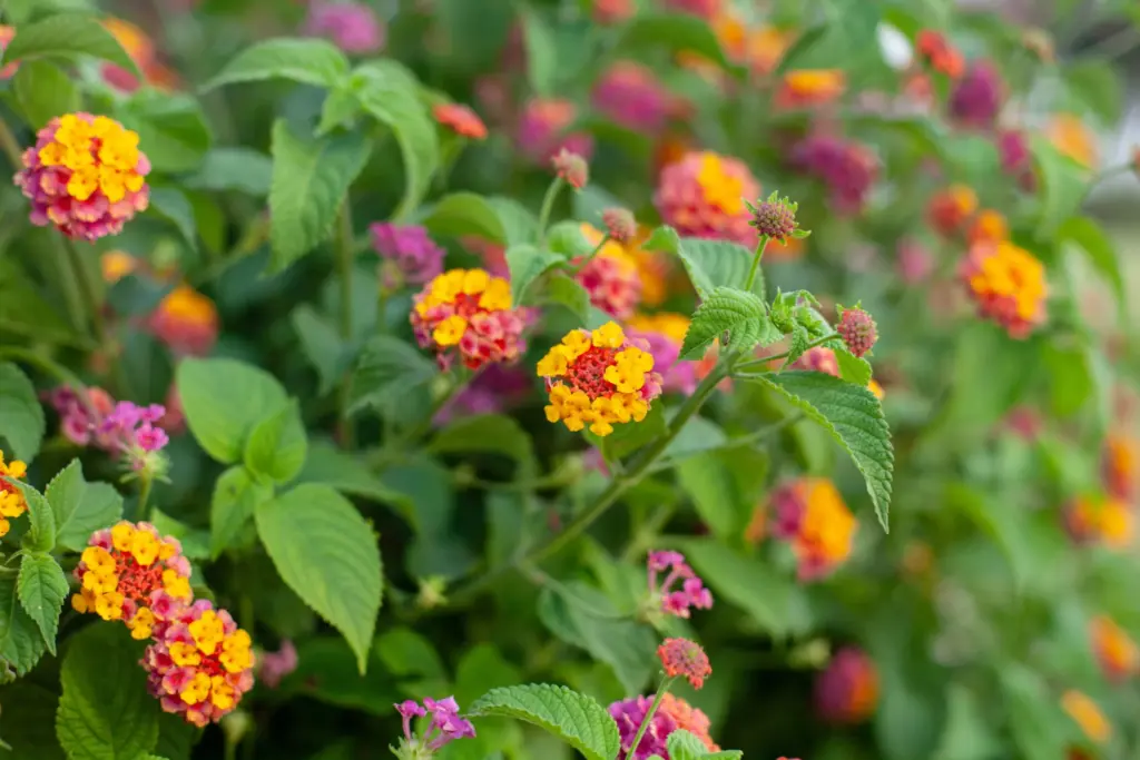 lantana camara-1
