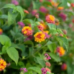 lantana camara-1