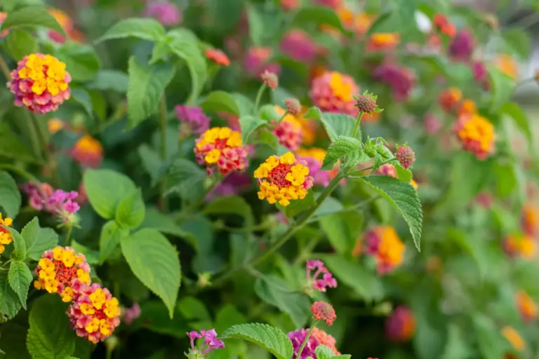 lantana camara-1