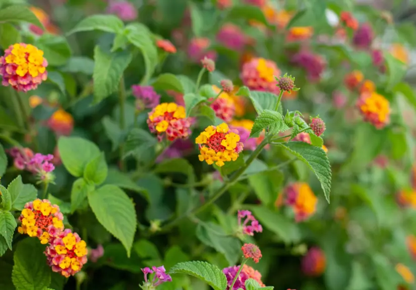 lantana camara-1
