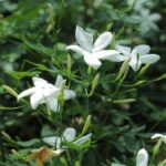 Jasminum_officinale-IMG_3470-1024x1024