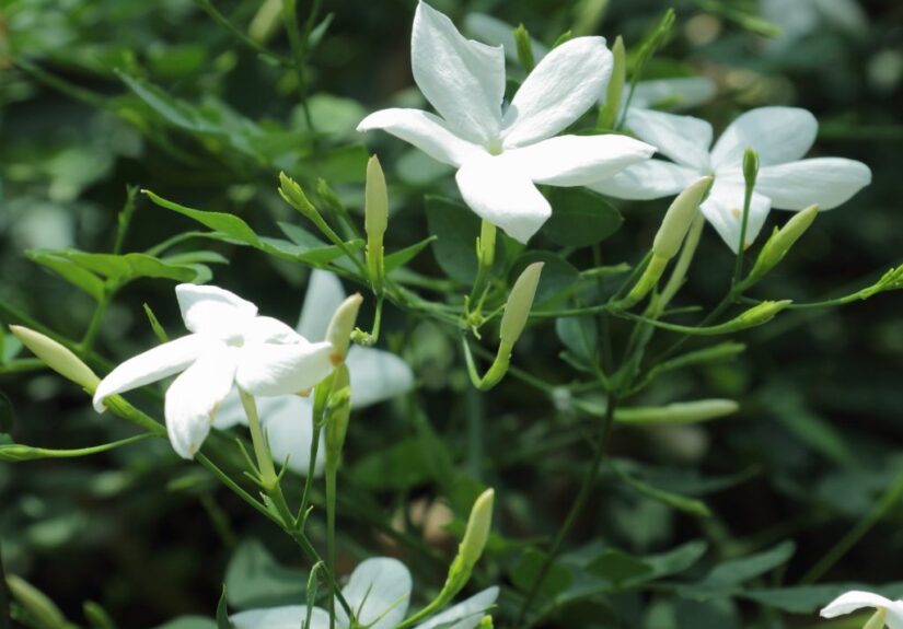 Jasminum_officinale-IMG_3470-1024x1024