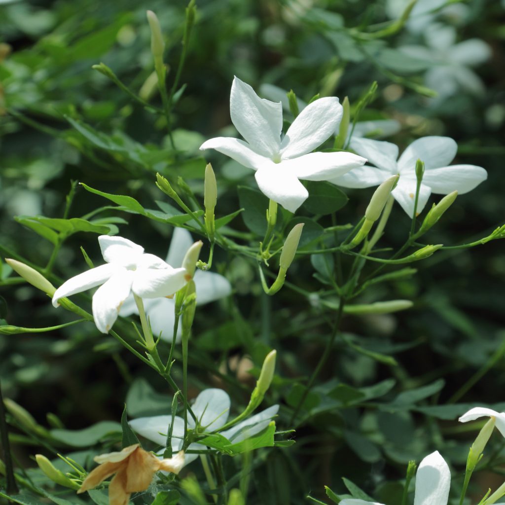 Jasminum_officinale-IMG_3470-1024x1024