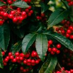 ardisia