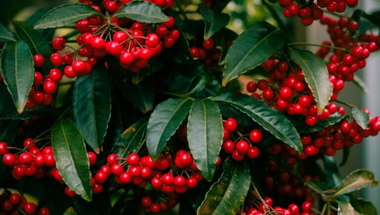 ardisia