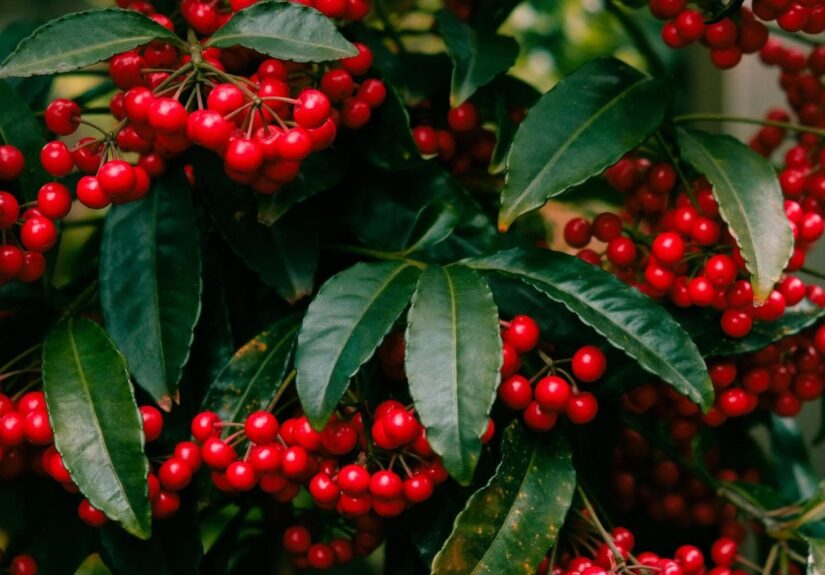 ardisia