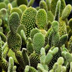 cactus-1