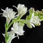 tuberosa