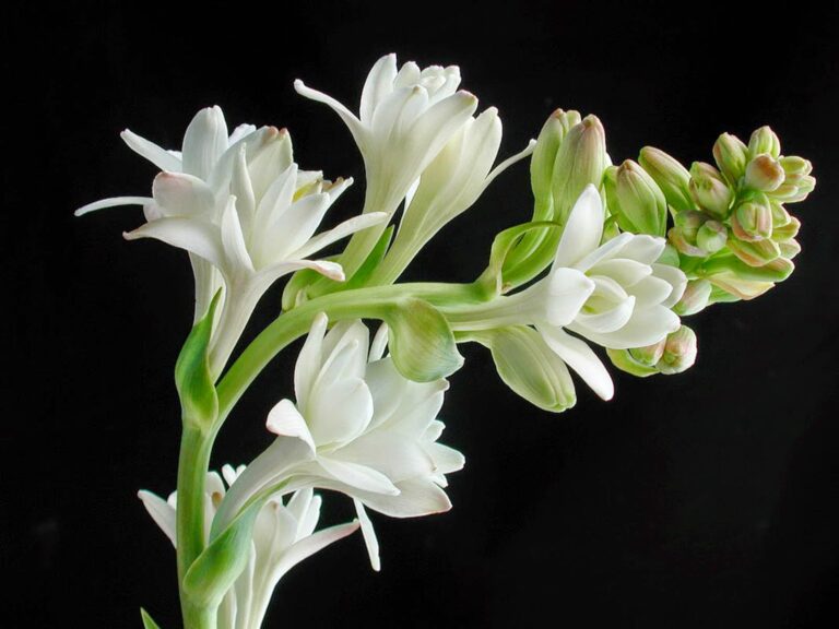 tuberosa