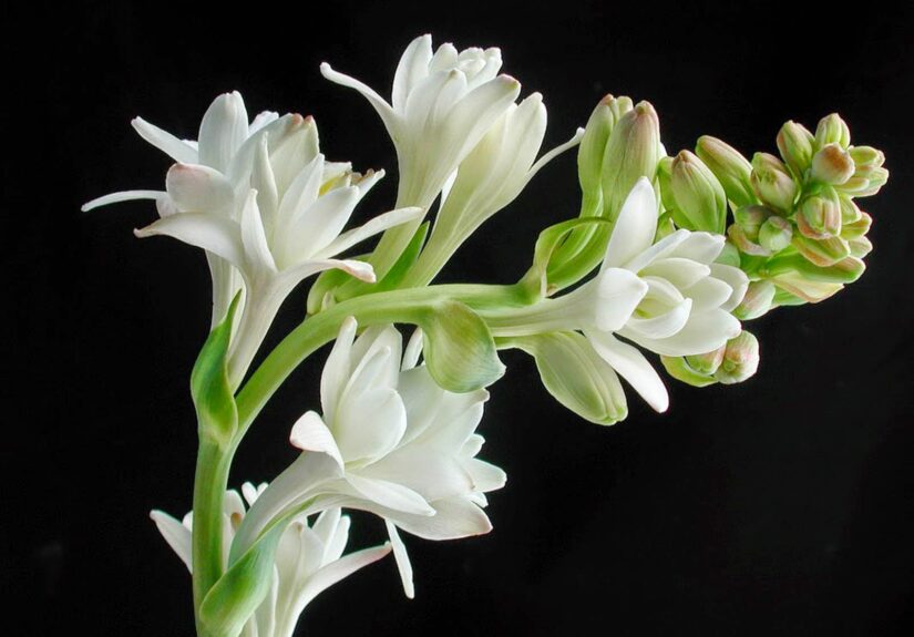 tuberosa