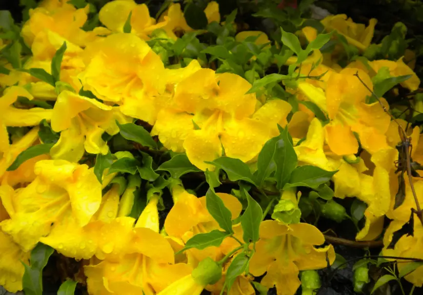bignonia tweediana5