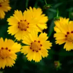 coreopsis