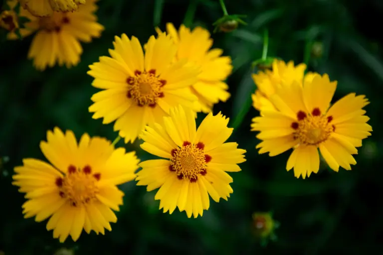 coreopsis