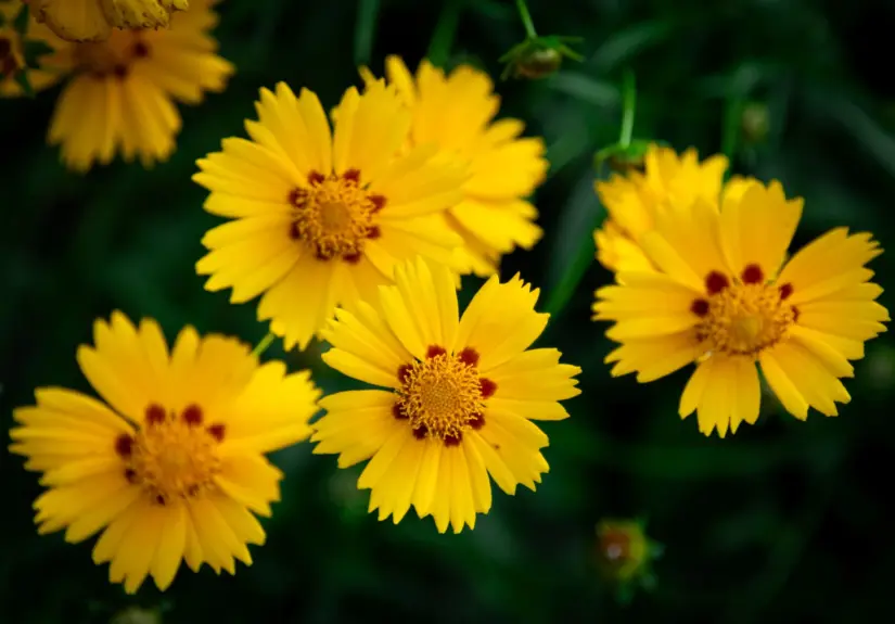coreopsis