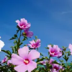 sephoto_AdobeStock_221388246-2048x1349