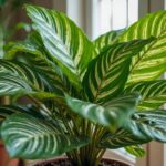 Come-curare-la-Calathea
