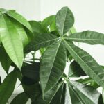 Pachira4