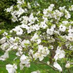 151242576-a748c1d9-0824-4436-b843-8dc67b89b19d