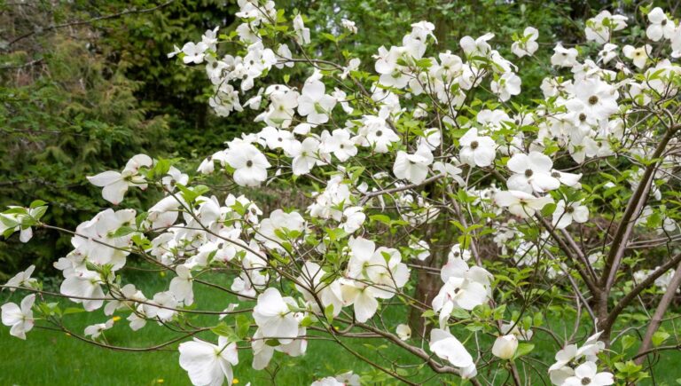 151242576-a748c1d9-0824-4436-b843-8dc67b89b19d