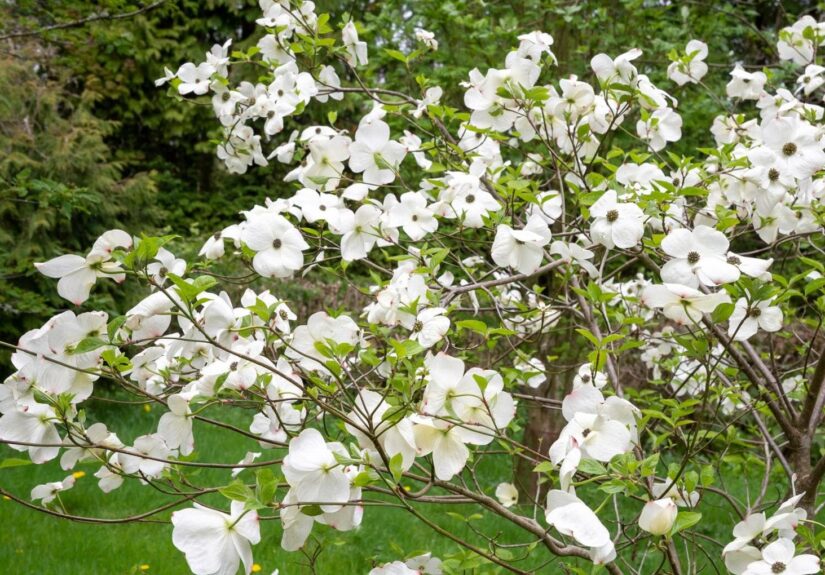 151242576-a748c1d9-0824-4436-b843-8dc67b89b19d