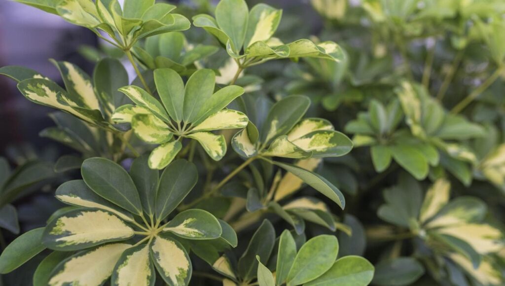 161642669-eab5af10-b44a-4af2-8a97-7ac9159db4bf