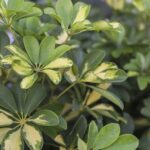 161642669-eab5af10-b44a-4af2-8a97-7ac9159db4bf