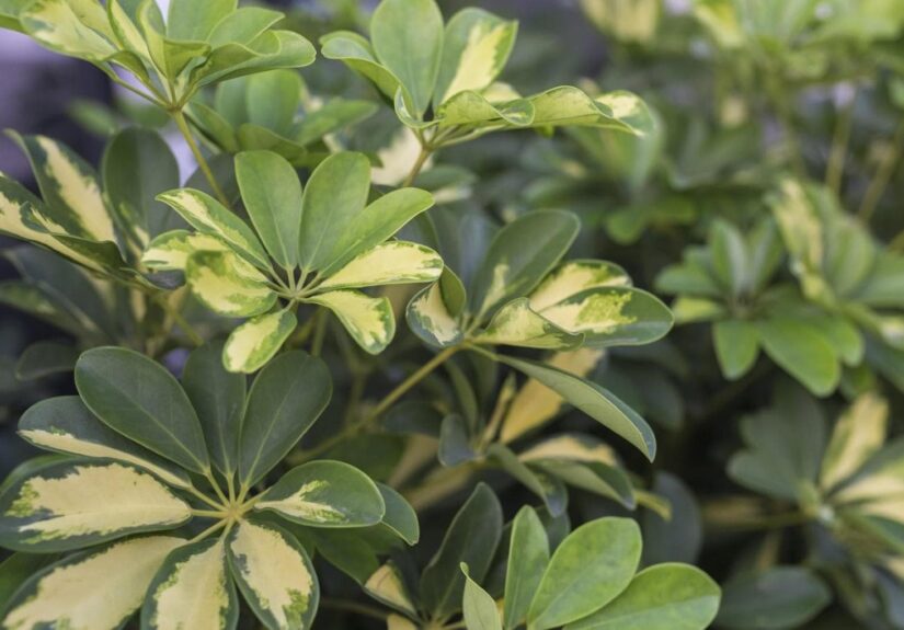 161642669-eab5af10-b44a-4af2-8a97-7ac9159db4bf