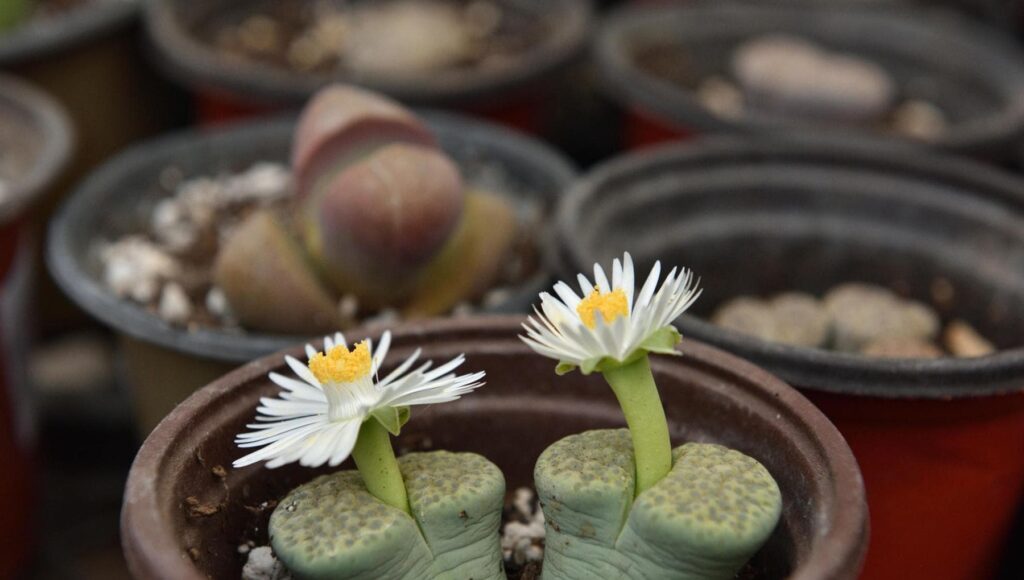 161055007-c8ebe71b-2341-4c5d-ad8e-ecbe923903d1