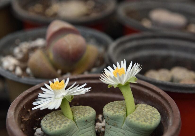 161055007-c8ebe71b-2341-4c5d-ad8e-ecbe923903d1