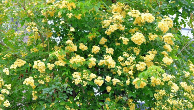 162028772-9ea6e3ad-714b-437c-8032-c61c8b2069e1