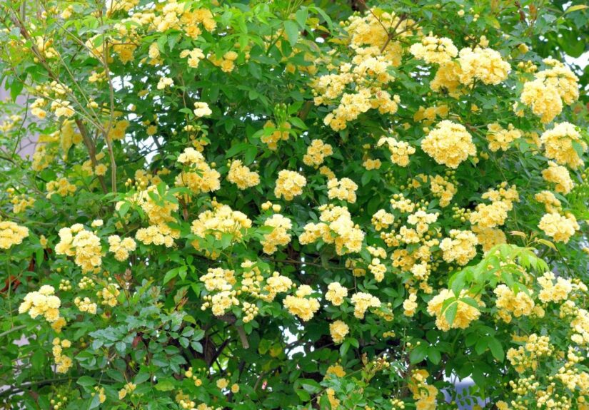 162028772-9ea6e3ad-714b-437c-8032-c61c8b2069e1