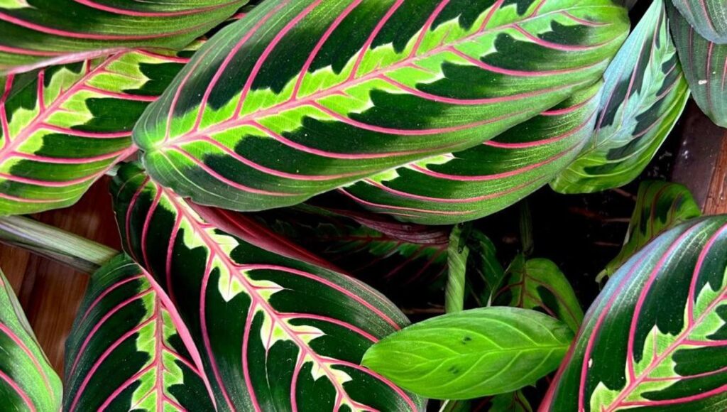 154420700-b4a9888a-682a-48c6-8498-b504413f99fe