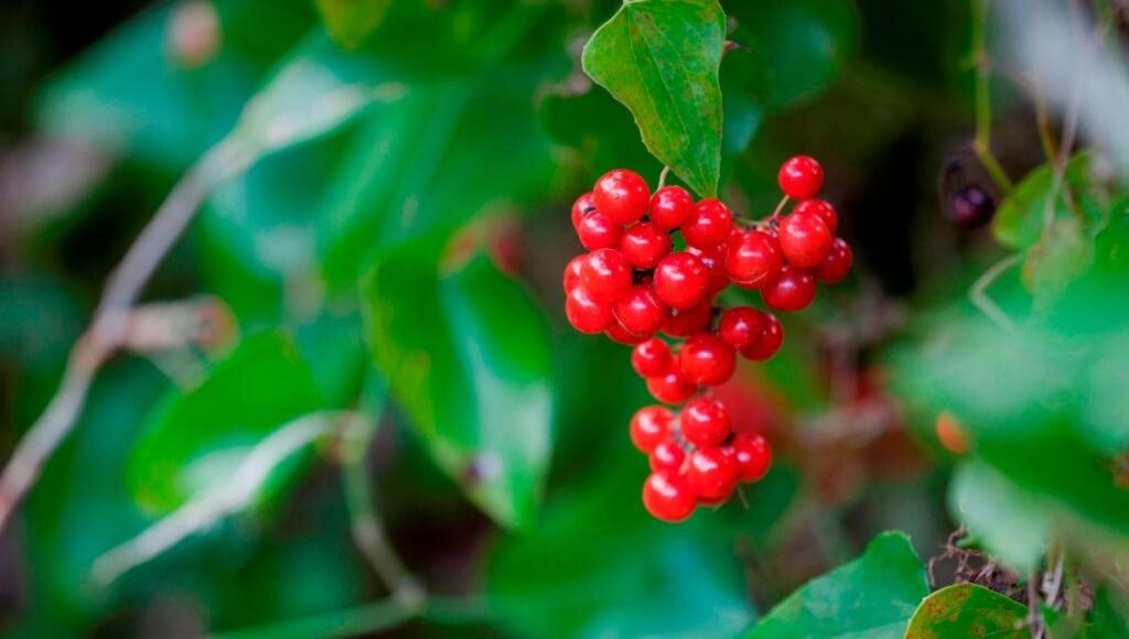 154649936-96a8276c-d07a-4ff1-921a-d835b70504d3