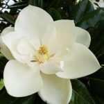 125947781-45fe6c91-14e8-42f7-bd38-899375abebd1