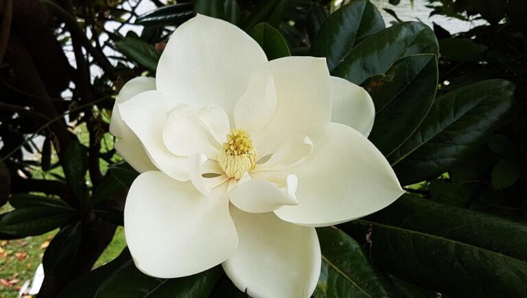 125947781-45fe6c91-14e8-42f7-bd38-899375abebd1