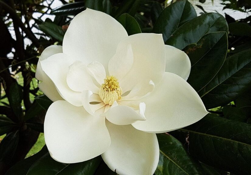 125947781-45fe6c91-14e8-42f7-bd38-899375abebd1