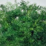 145924693-9a79af2d-c8eb-4307-8a87-f3217d139265