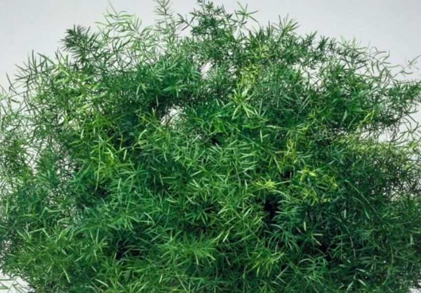 145924693-9a79af2d-c8eb-4307-8a87-f3217d139265