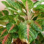 Aglaonema in casa: esposizione, irrigazione e cure per mantenerla sana